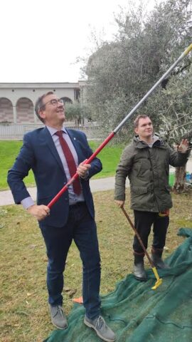 Bussolengo Raccolta Delle Olive Con I Ragazzi Della Cooperativa